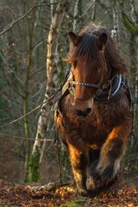 shire horse in woods small